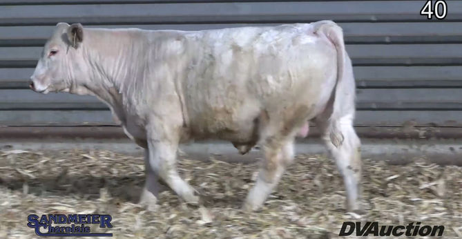 40_3aaaf8a36d435e596bb66735c47795ae